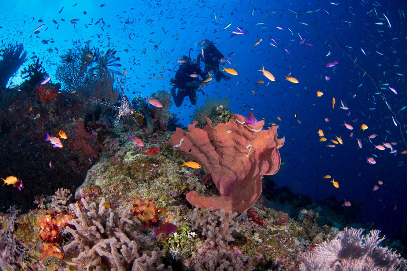 Great Barrier Reef 