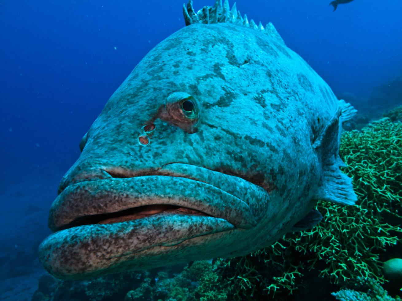 Potato Cod at Cod Hole Australia 