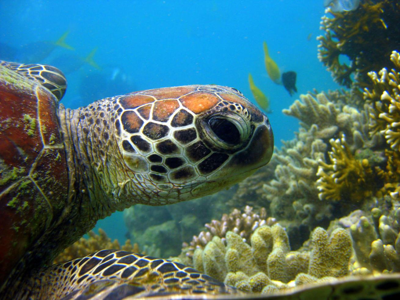 Whitsundays Sea Turtle