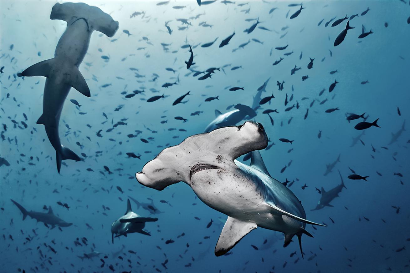 Two hammerheads circle near the frame with a school of fish in the background.