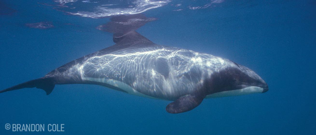 Hector&#039;s Dolphin New Zealand