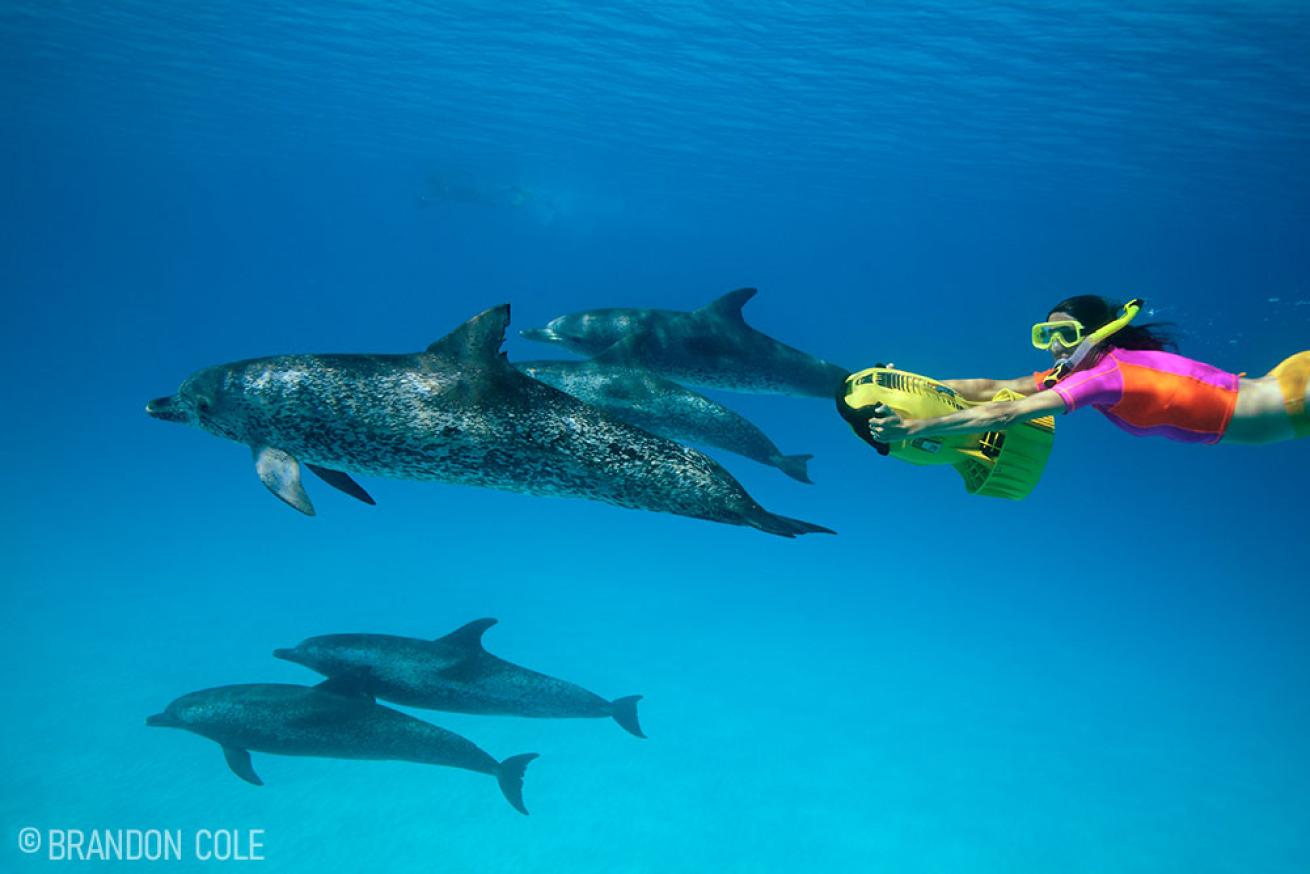 Atlantic Spotted Dolphins in Bahamas 