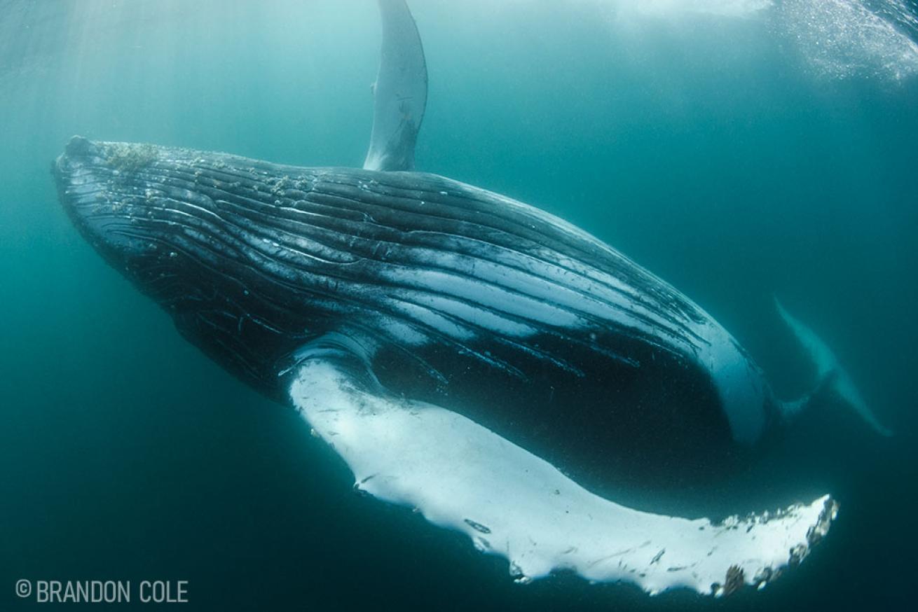 Humpback Whale South Africa