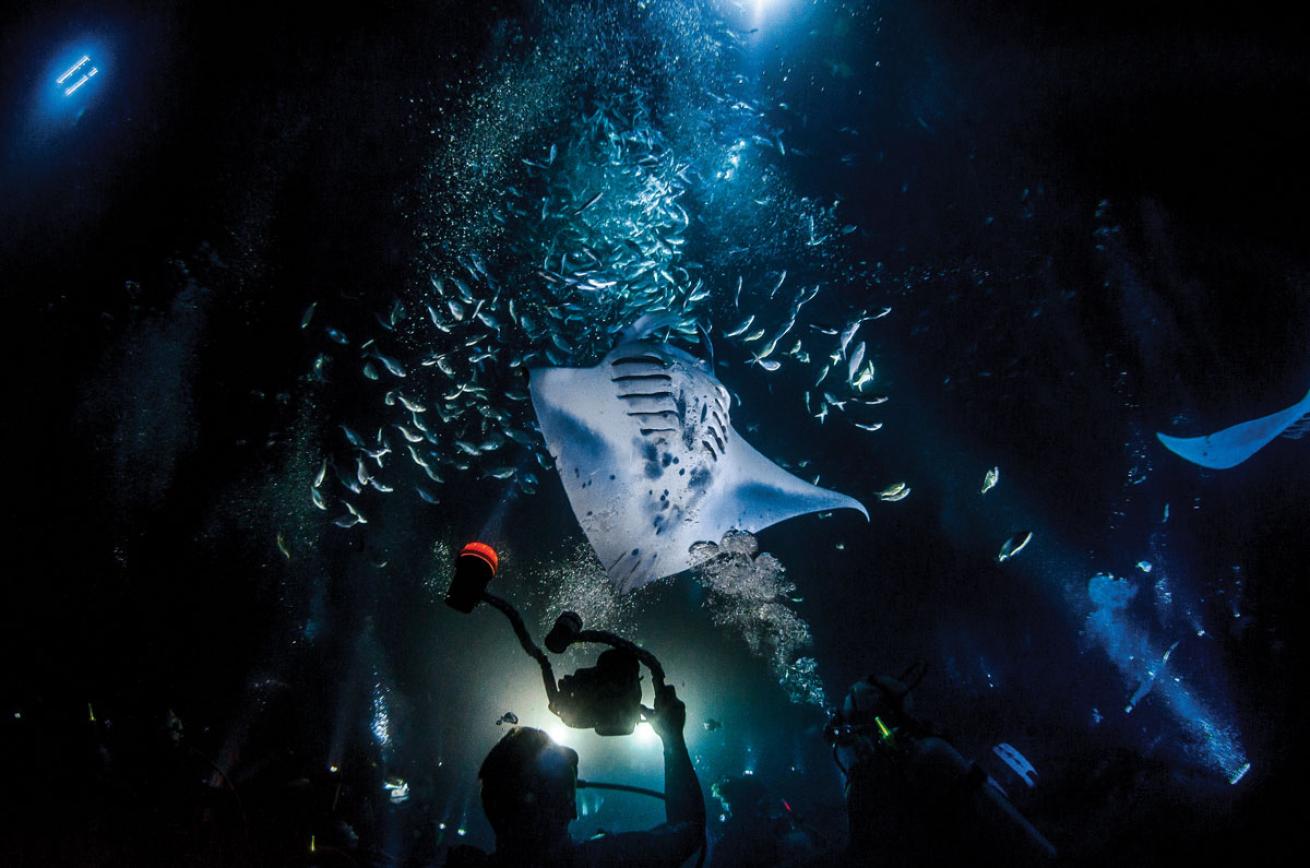 Kona Hawaii Manta Night Dive