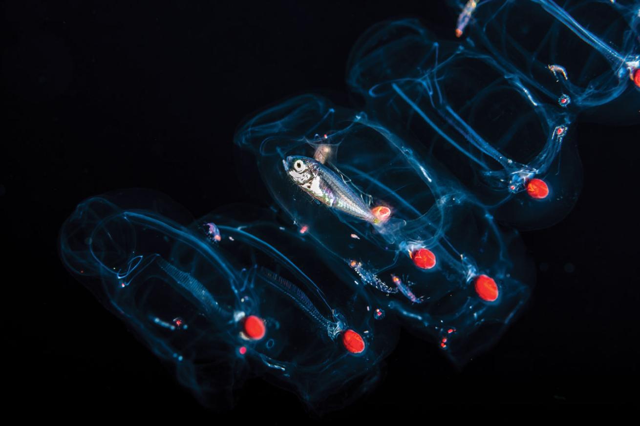 Larvae in Salp Blackwater Dive