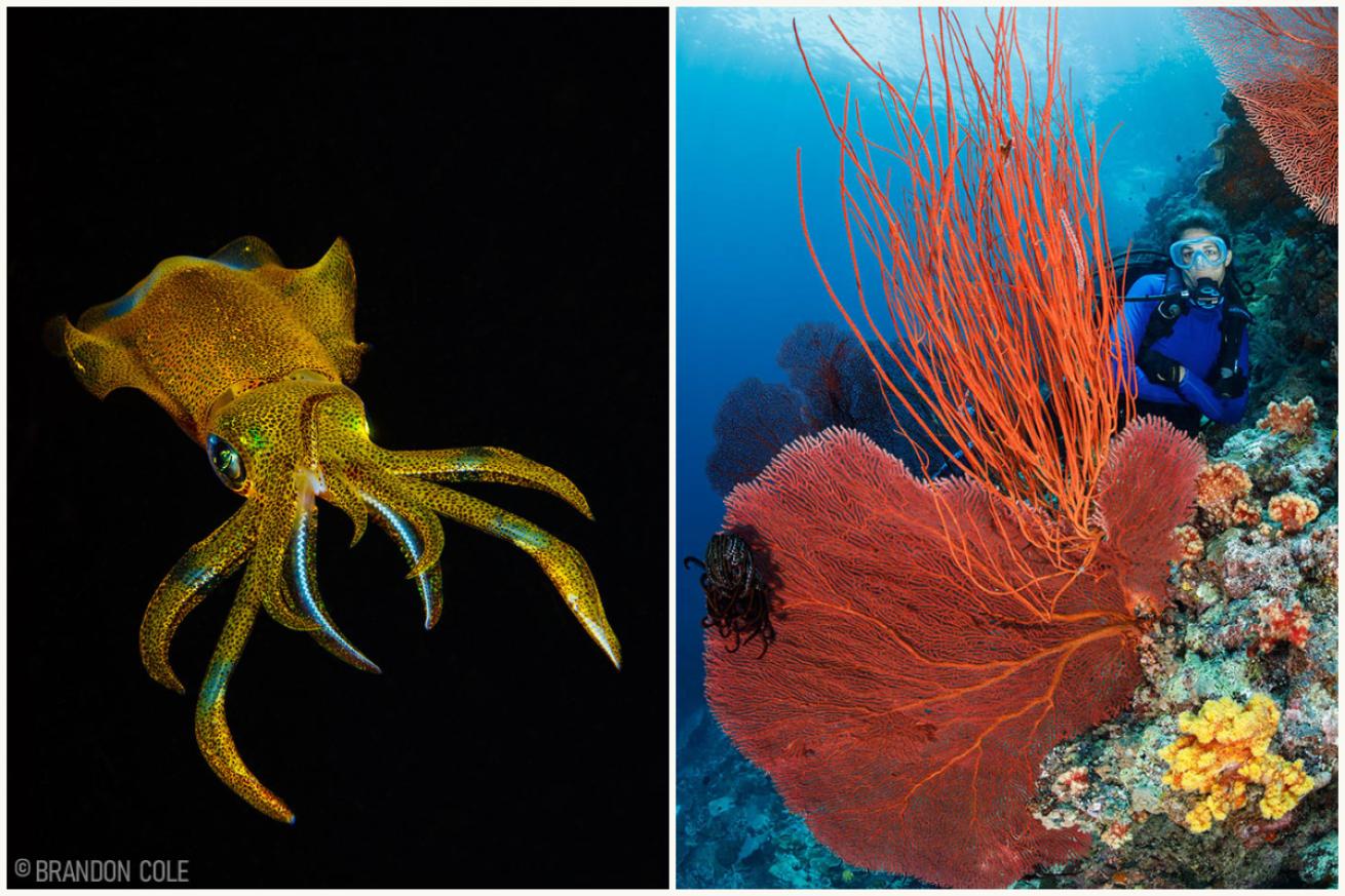 Reef Scenes in Solomon Islands 