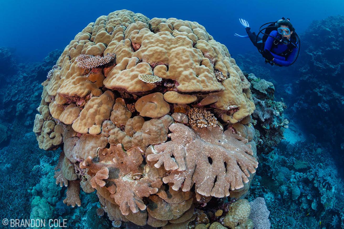 Diving Solomon Islands Reef Scene 
