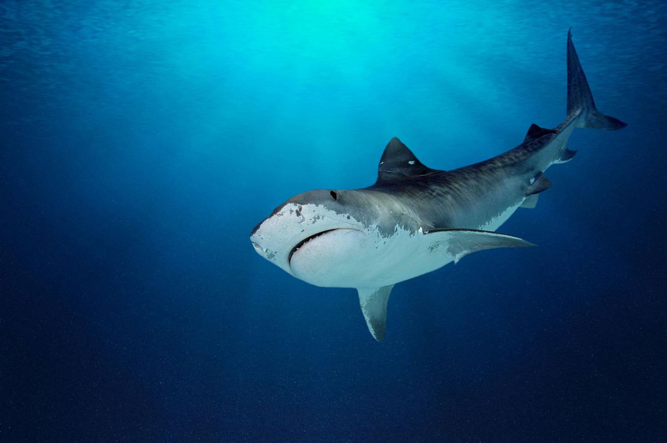 Tiger Shark