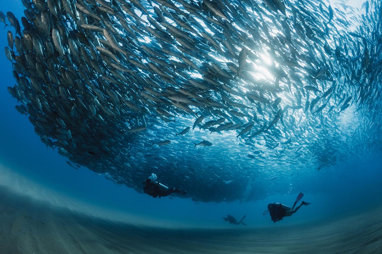 School of bigeye jacks in Cabo Pulmo National Park