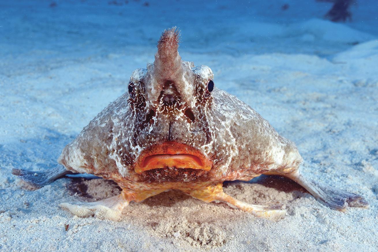 Red-lipped batfish