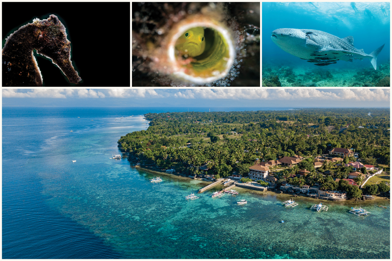 Turtle Bay Dive Resort diving collage