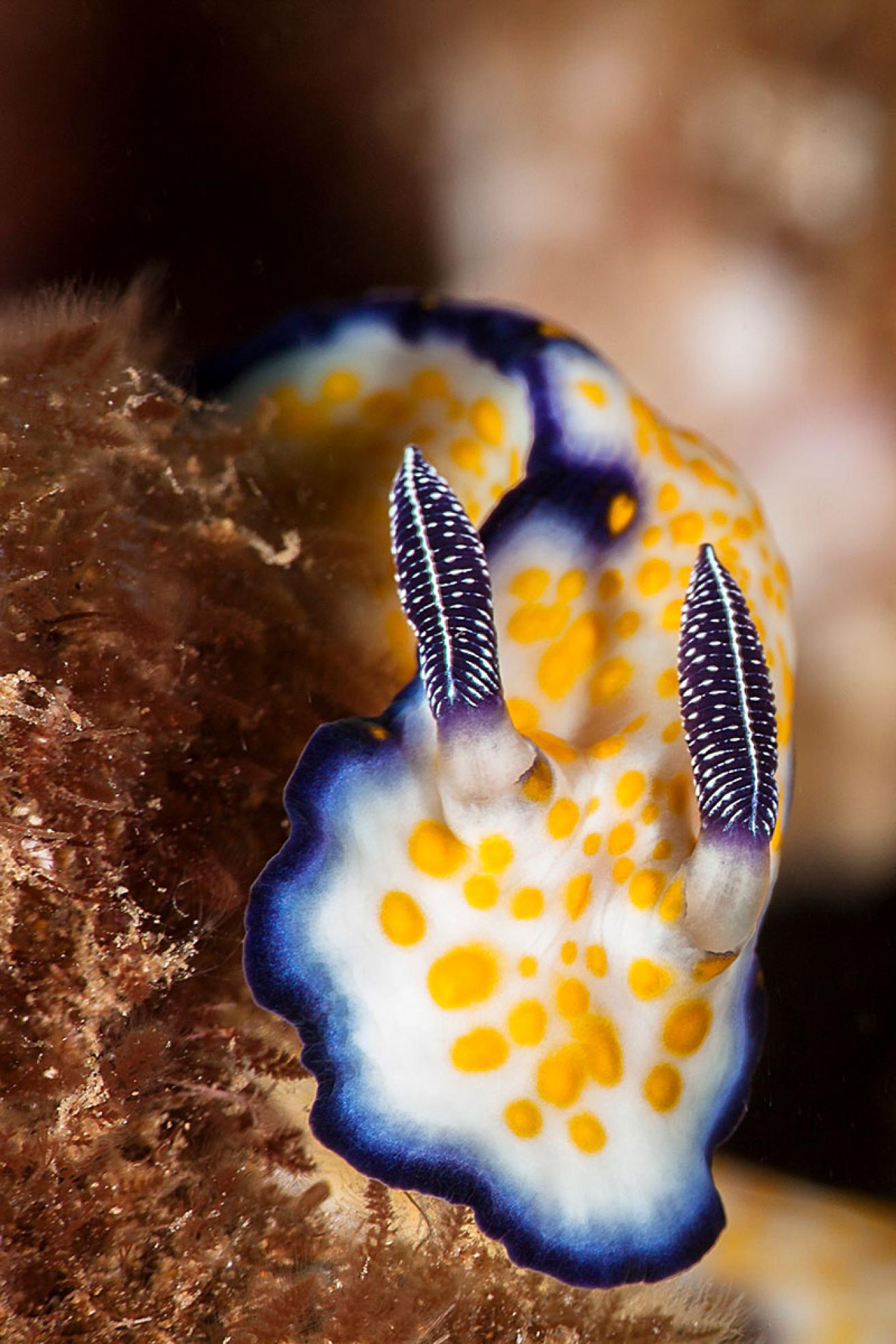 A nudibranch at Mala Pier in Maui