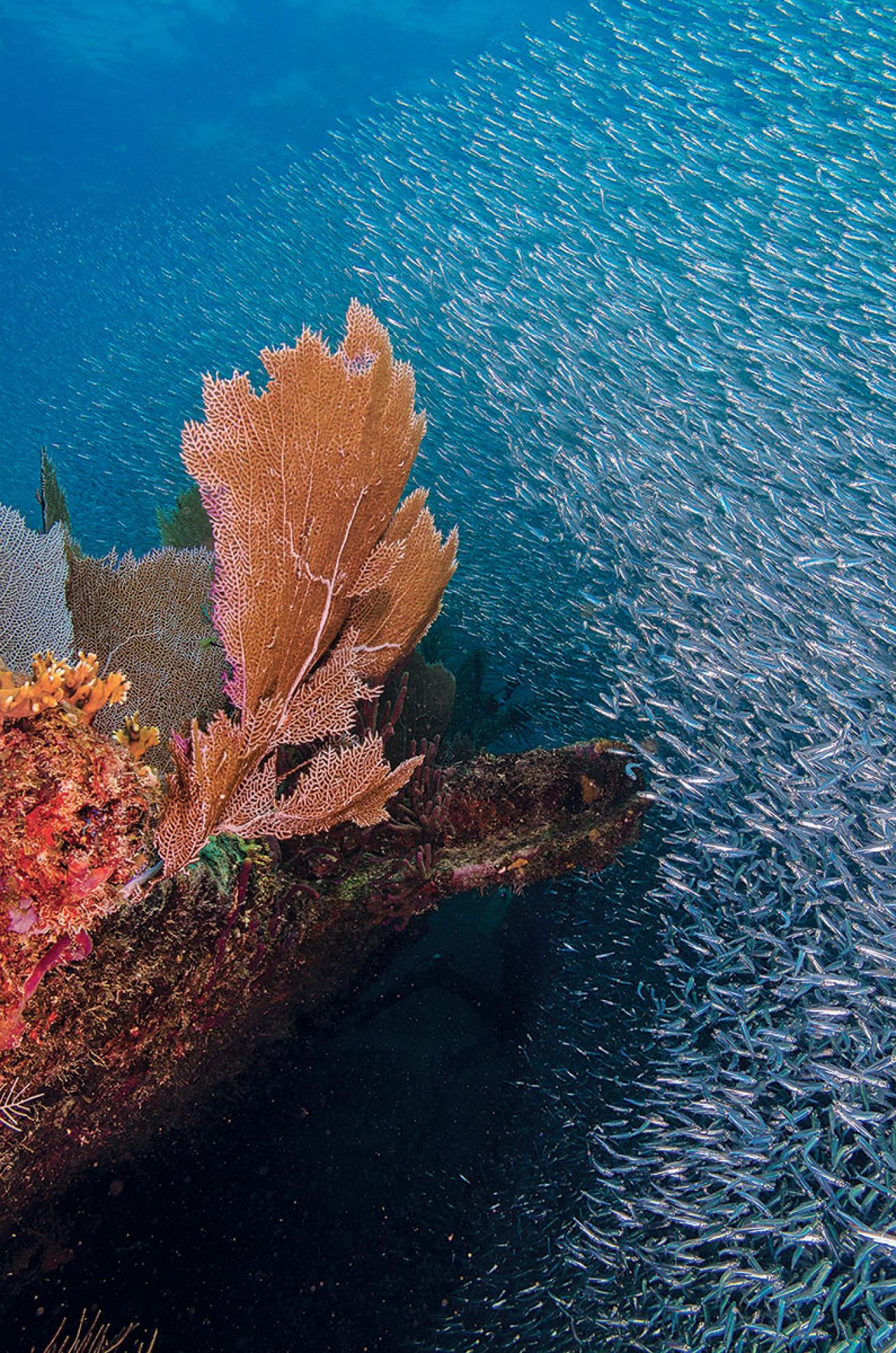 SS Benwood in Key Largo, Florida