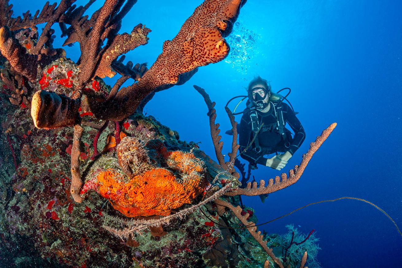 Underwater at Cane Bay Wall in St. Croix 