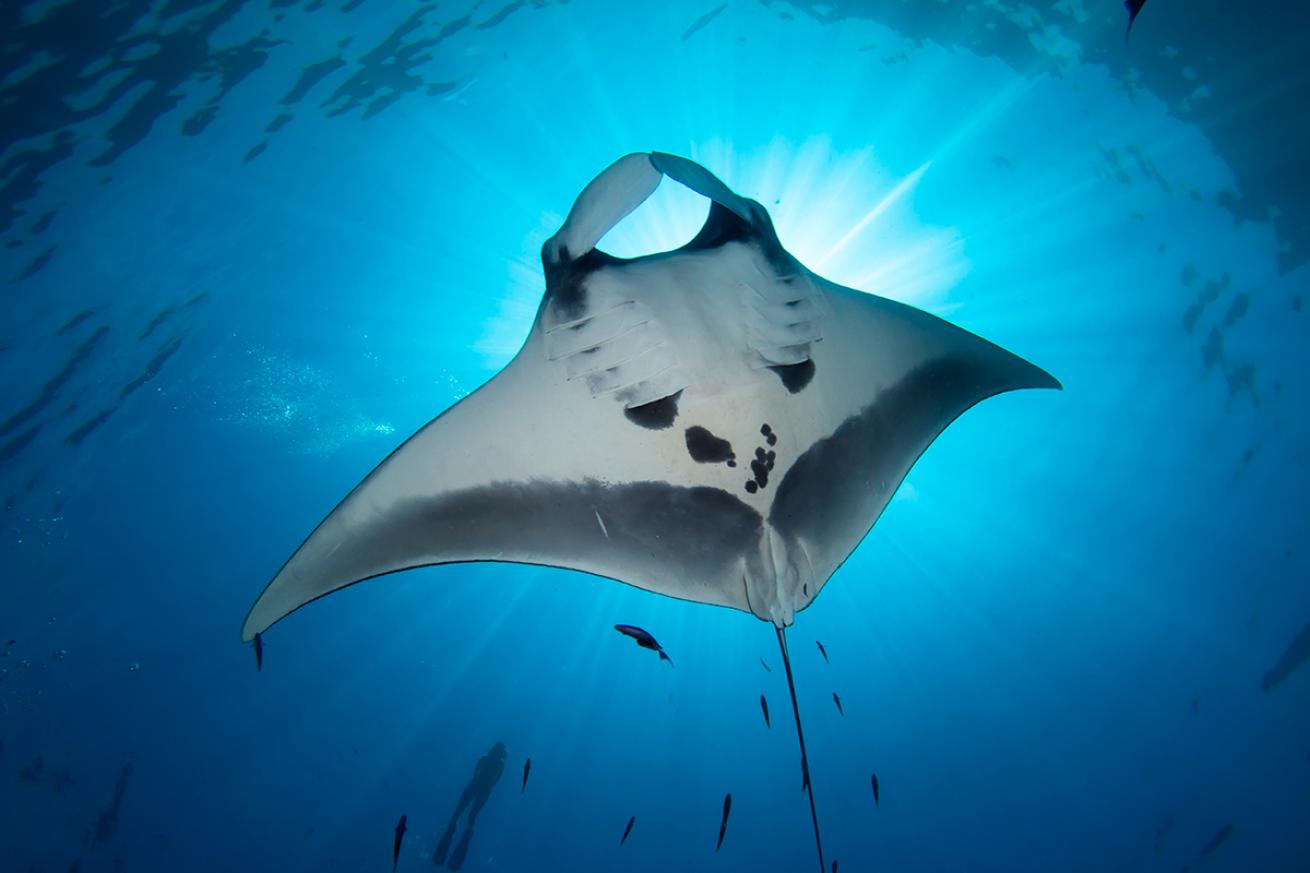 Manta ray