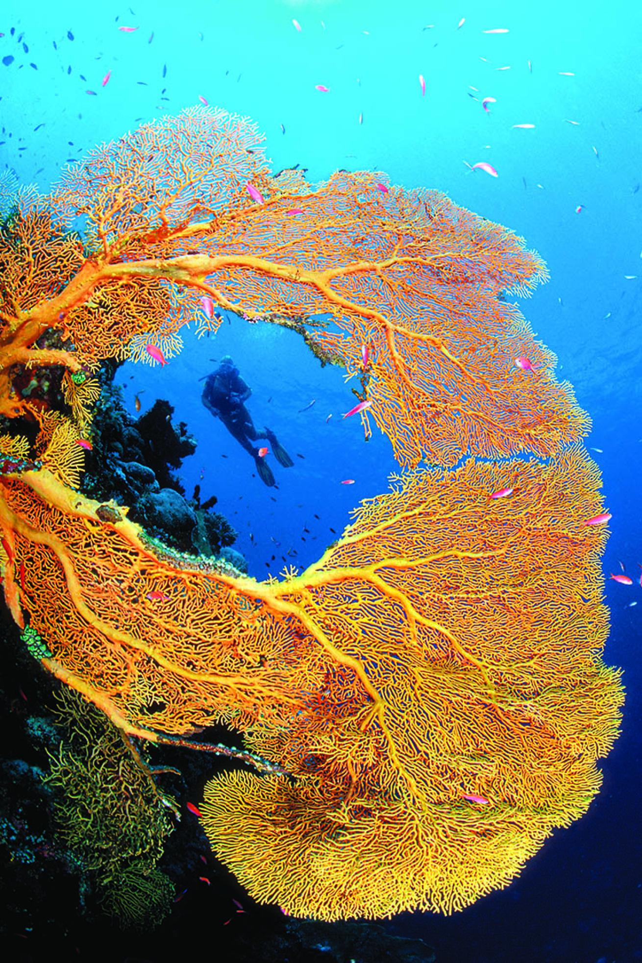 Giant sea fan