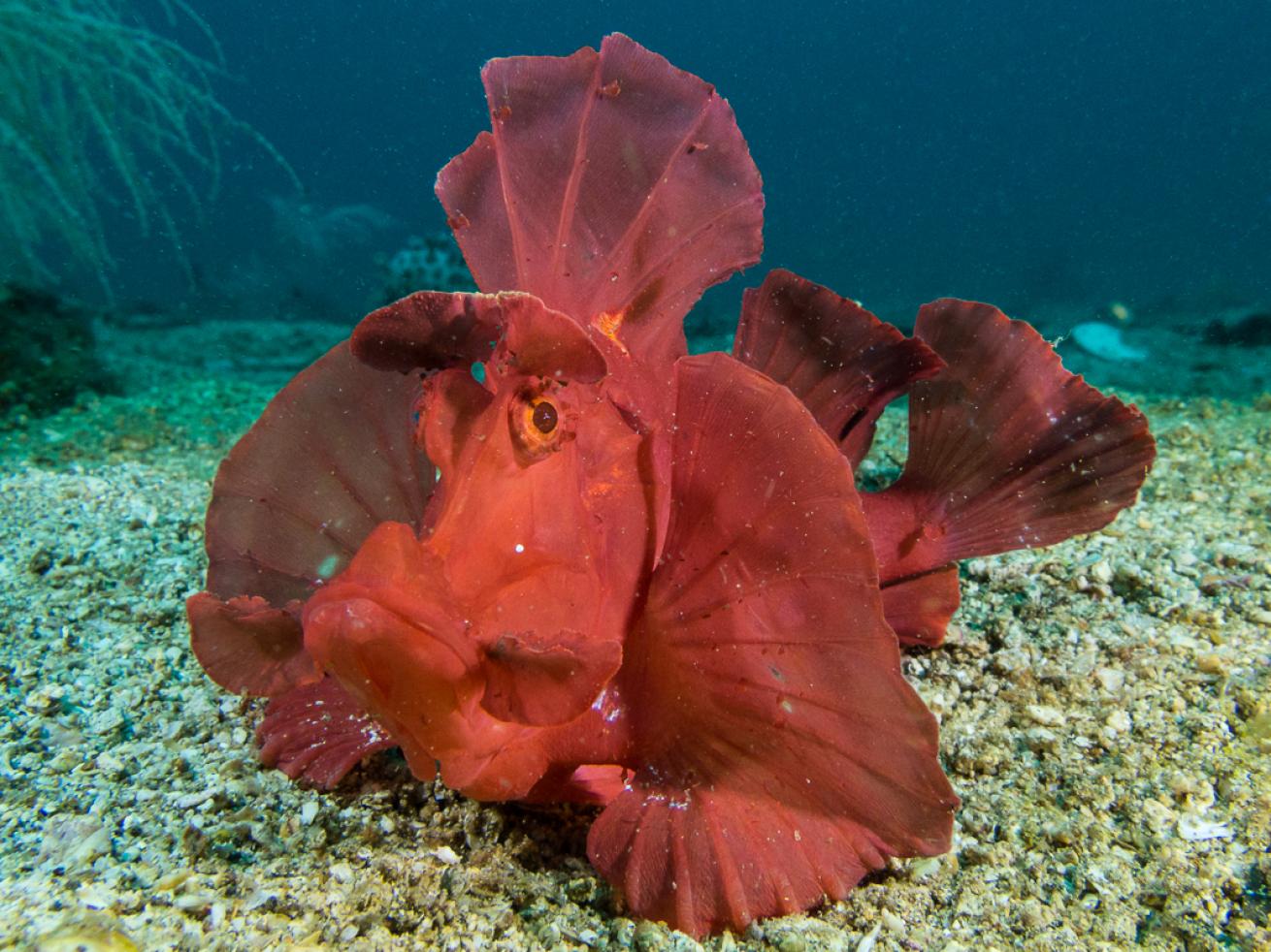 Underwater Camera Canon G16 by Brent Durand