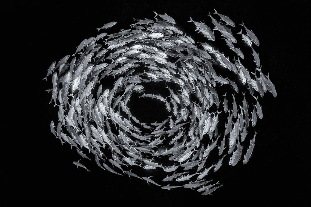 Circular school of fish