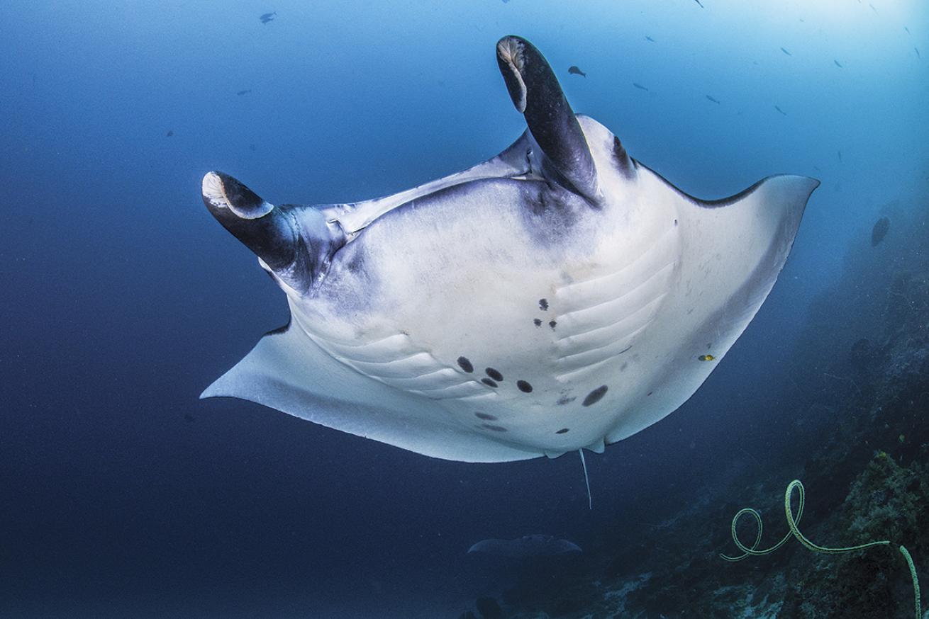 Manta ray