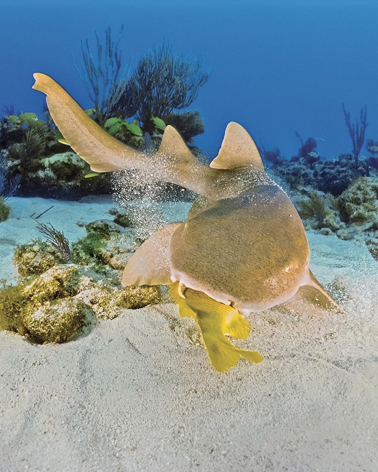 Nurse shark eating a reef fish