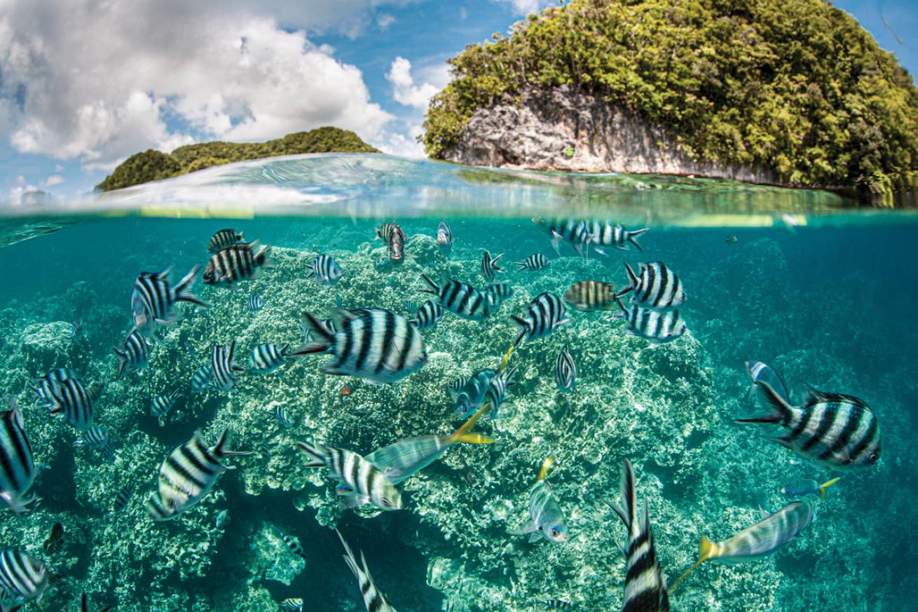 Sergeant Majors in Palau