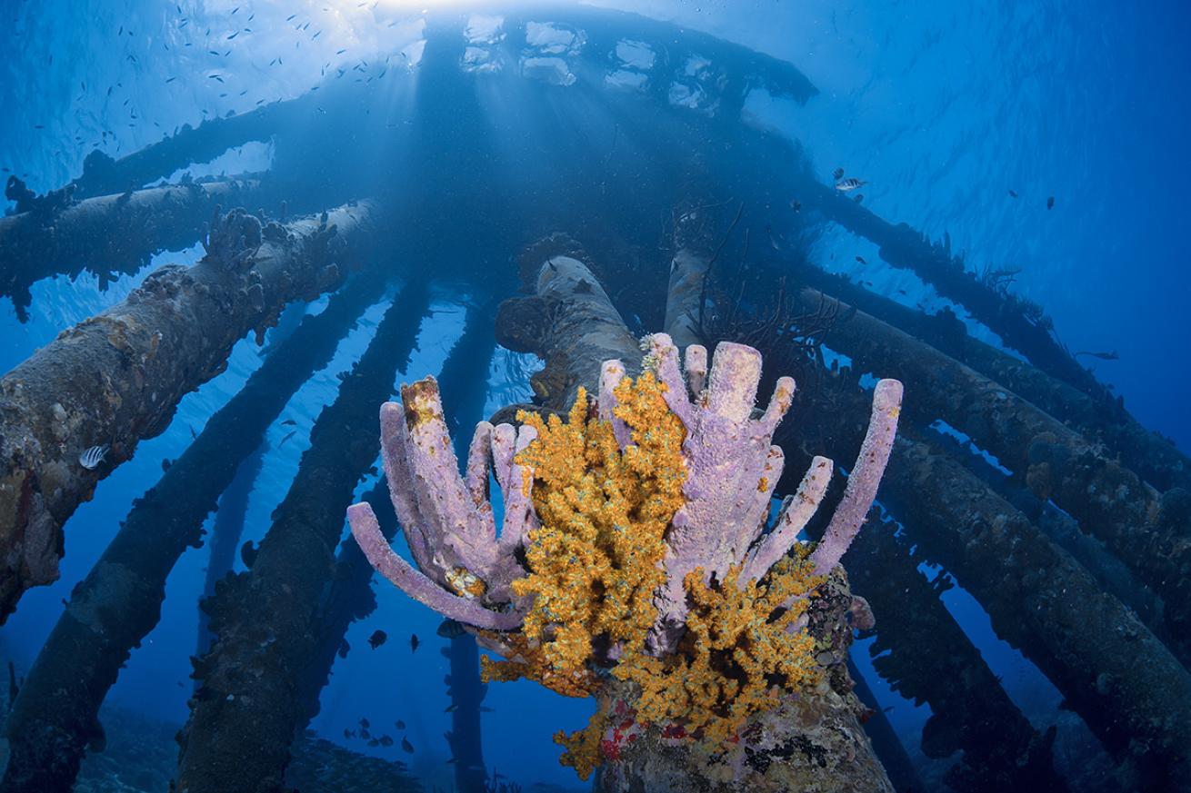 Sponges on Bonaire's Salt Pier