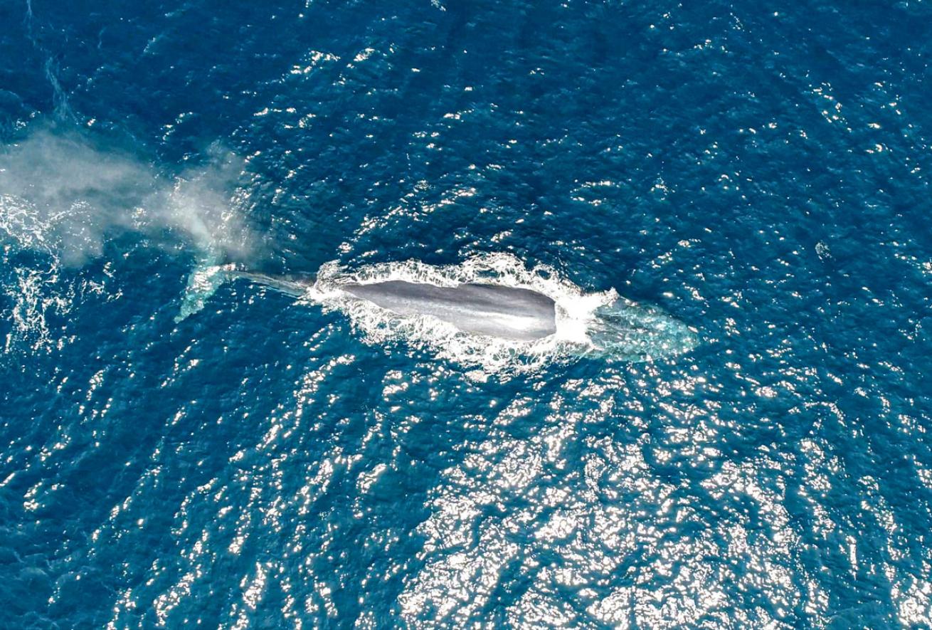 Blue Whales in Sri Lanka