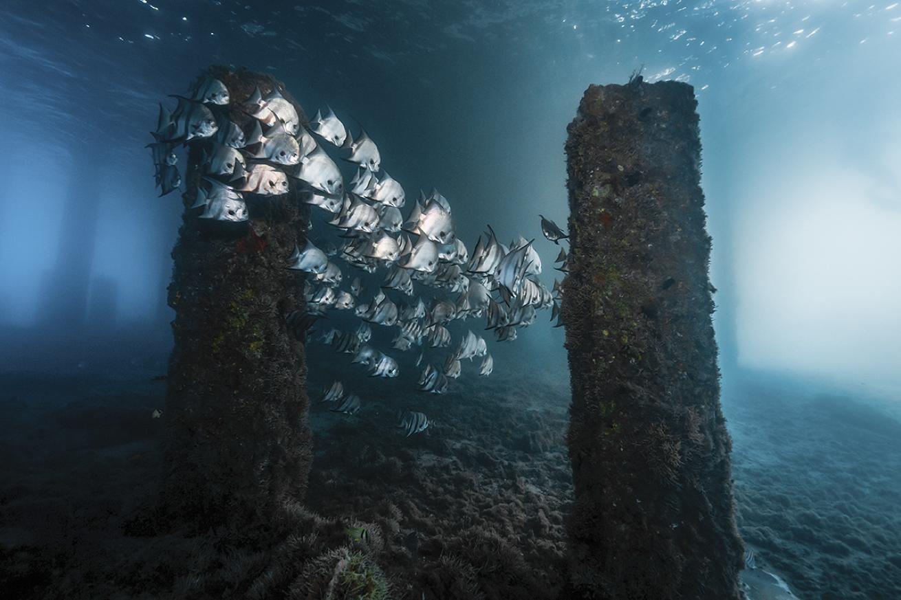 School of spadefish