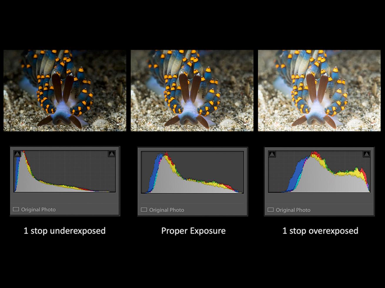 Understanding your Camera Histogram