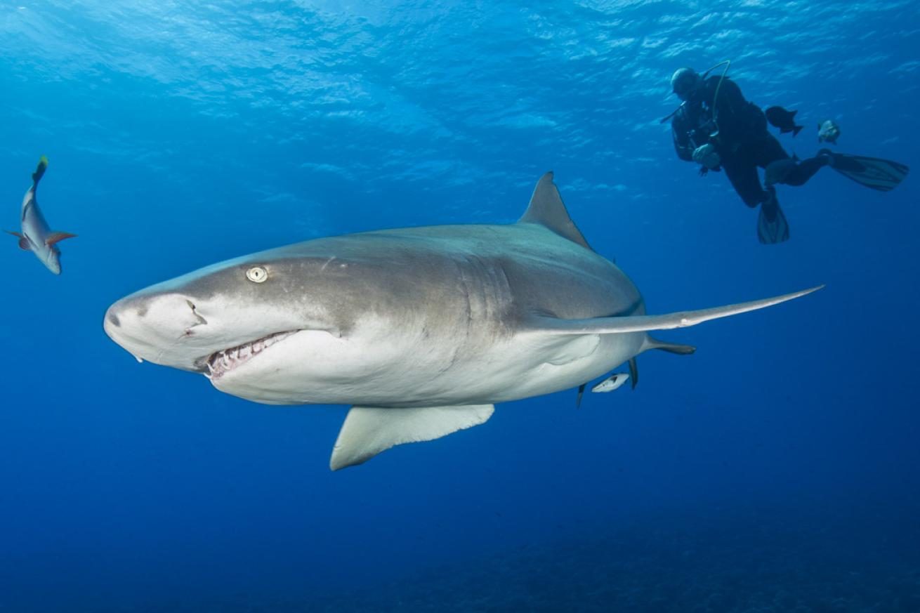 Lemon Shark in Moorea