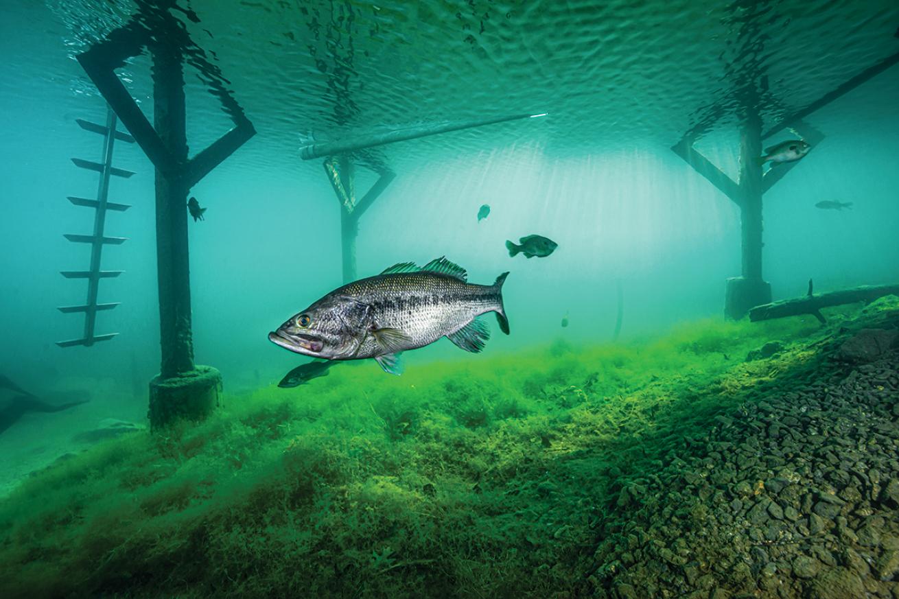 A fish swims through Lake Phoenix