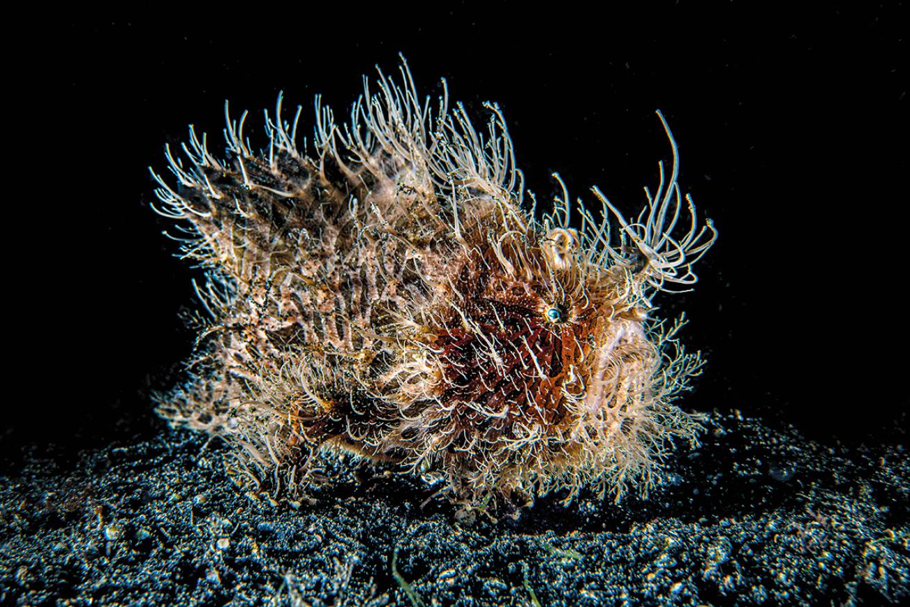 Hairy frogfish