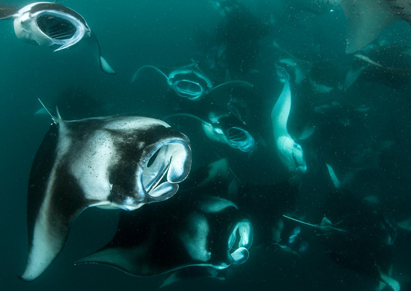 Mantas in Hanifaru bay Maldives