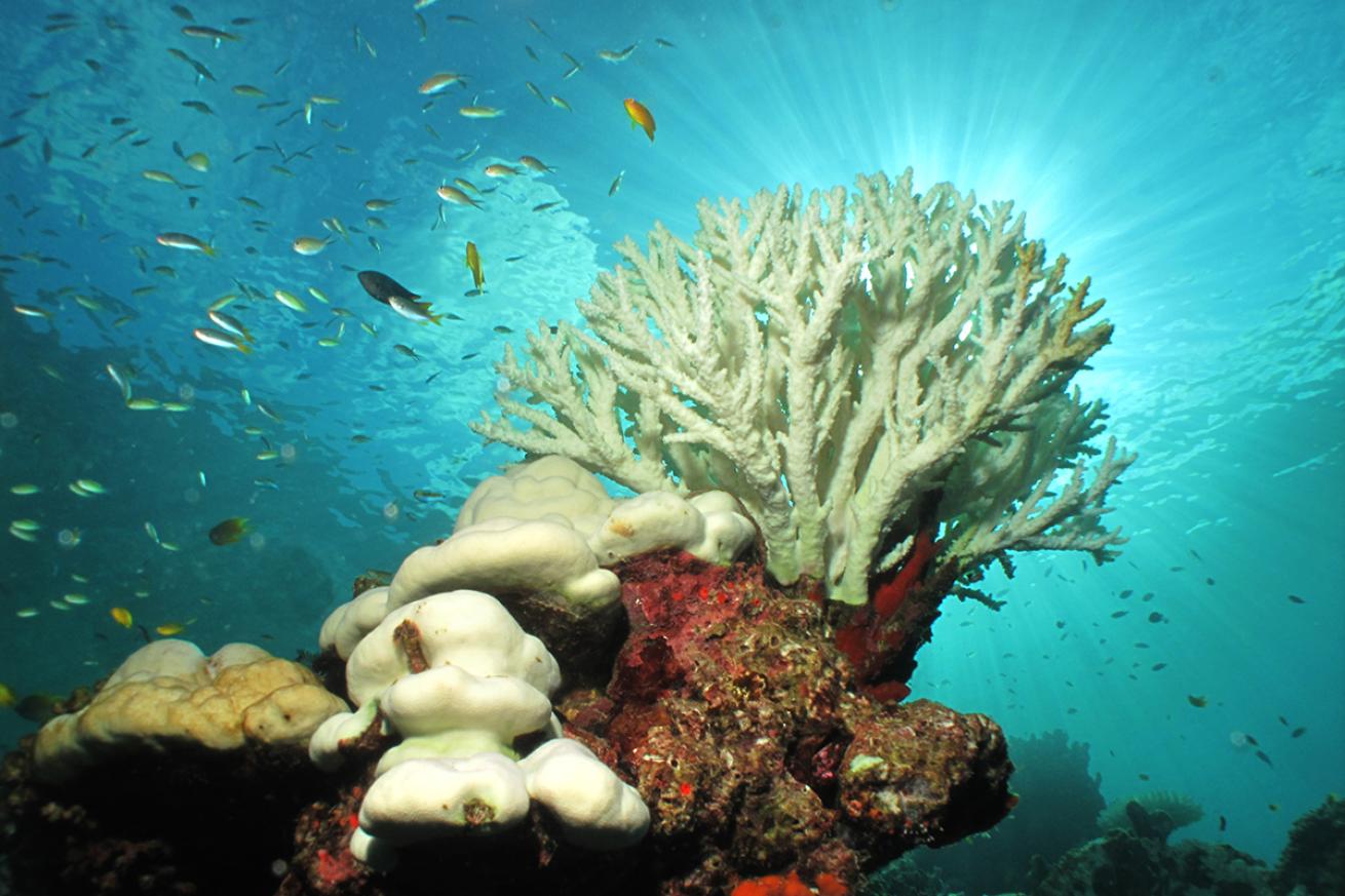 Bleaching coral