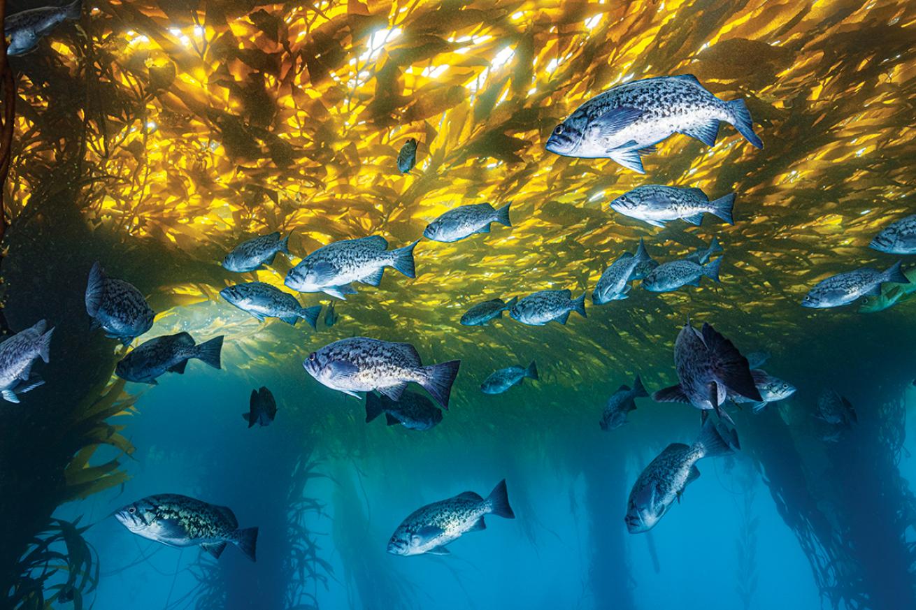 Fish in a kelp reef