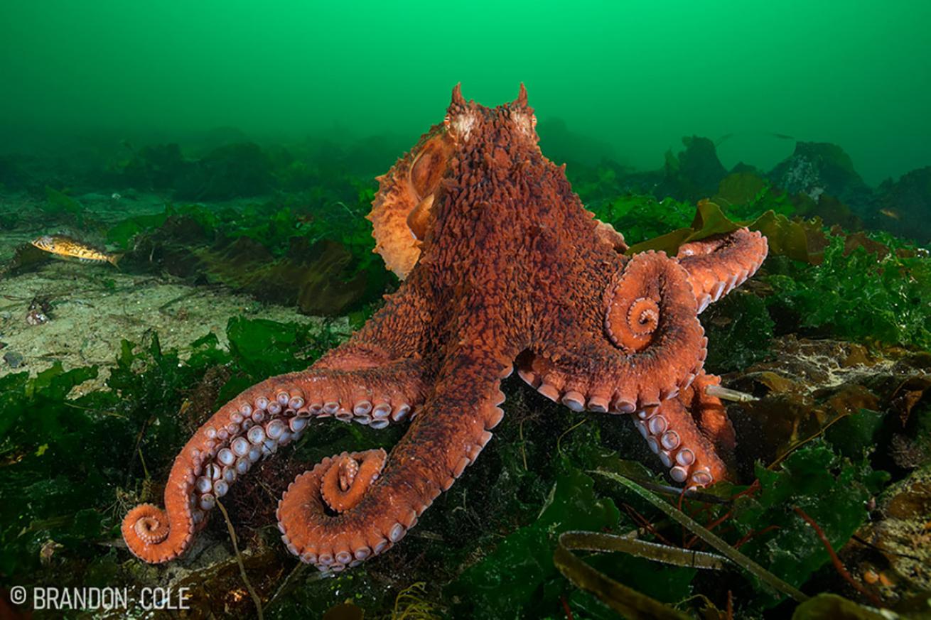 Giant Pacific Octopus