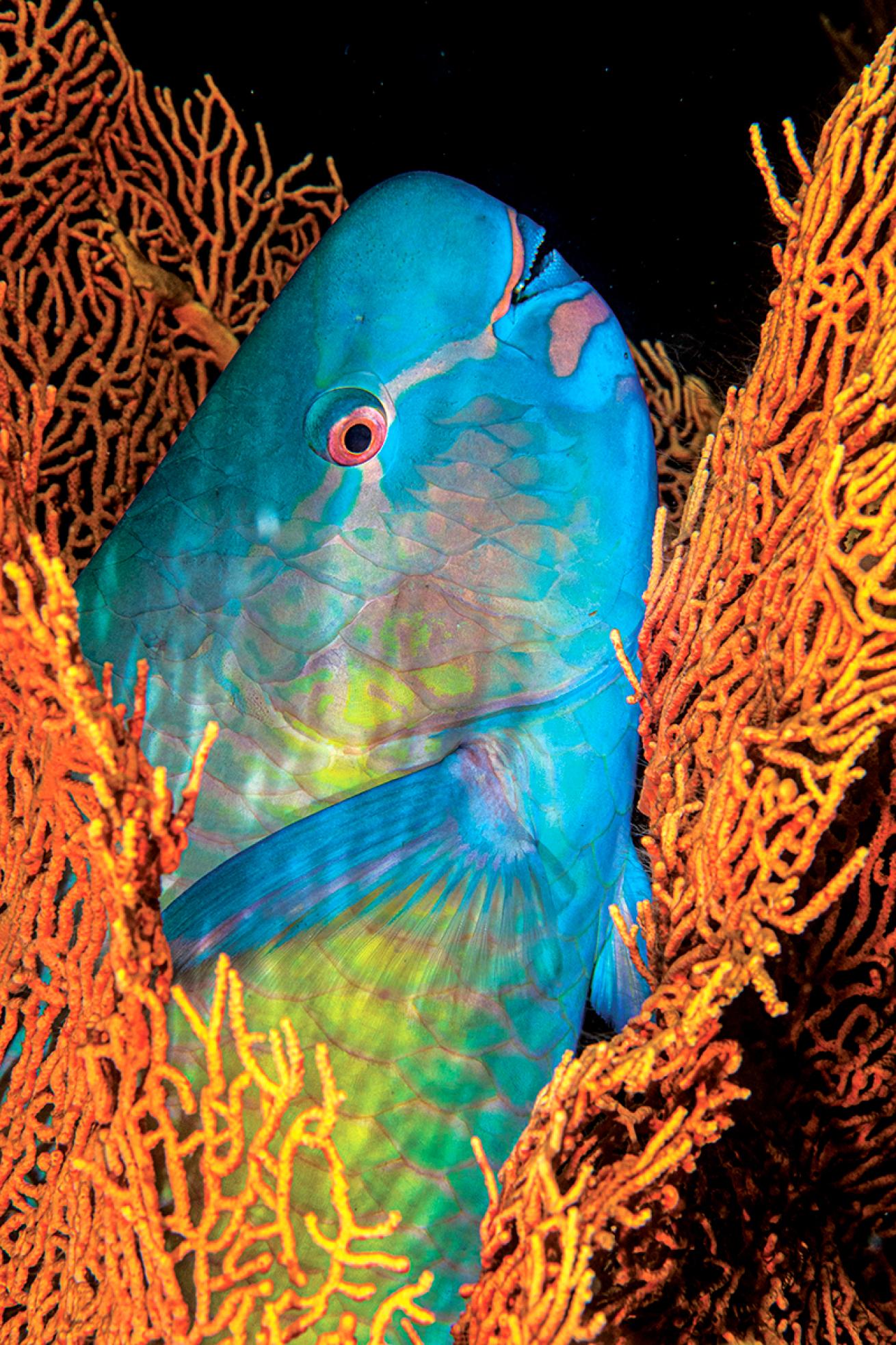 Parrotfish