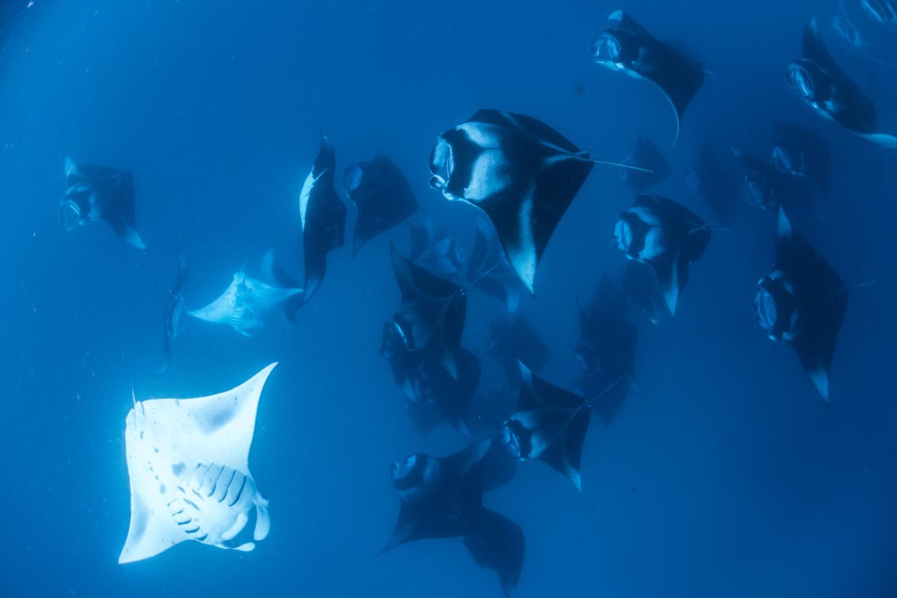 Manta Rays in the Maldives