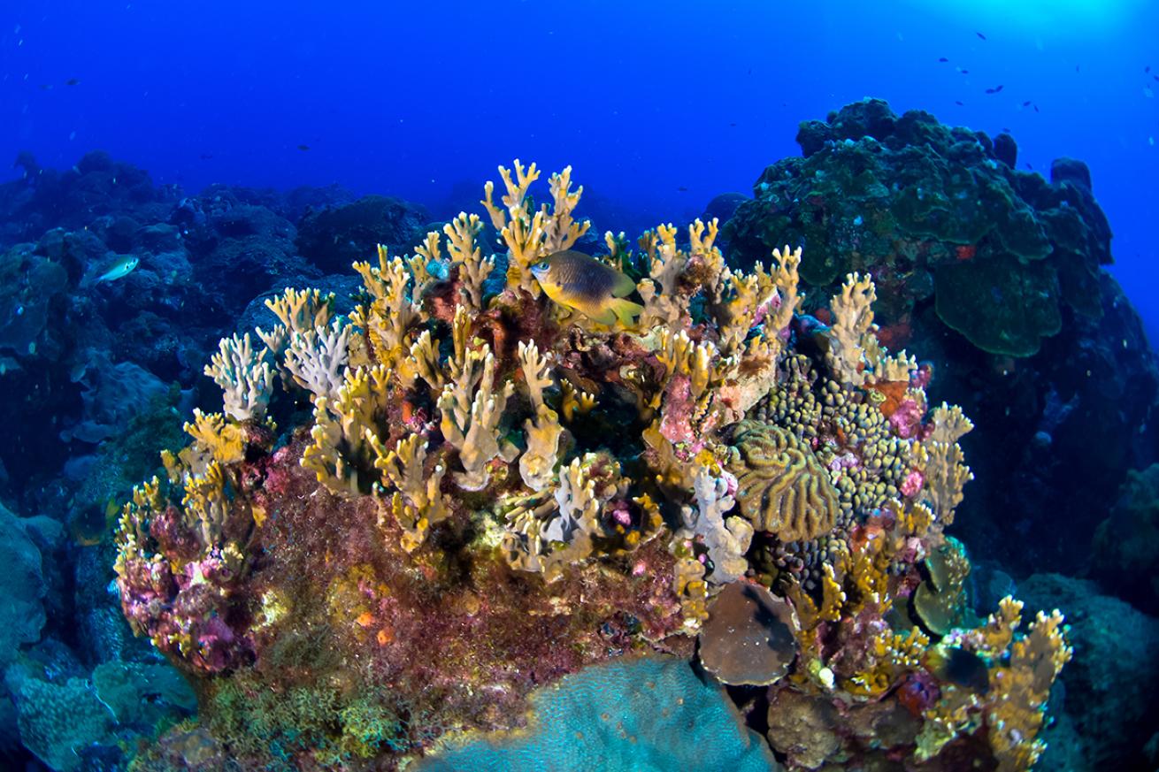 Flower Garden Banks coral