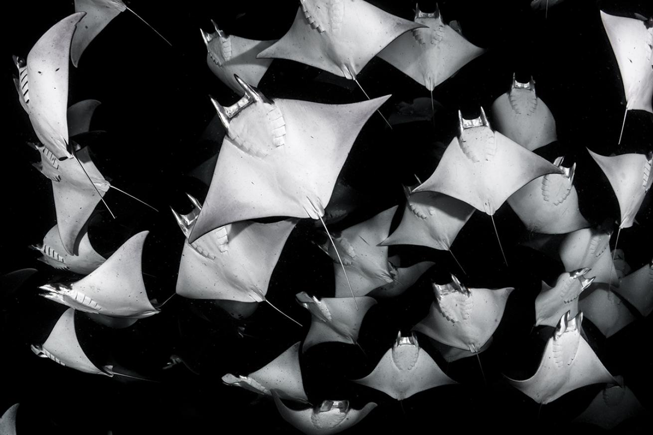 Mobula rays