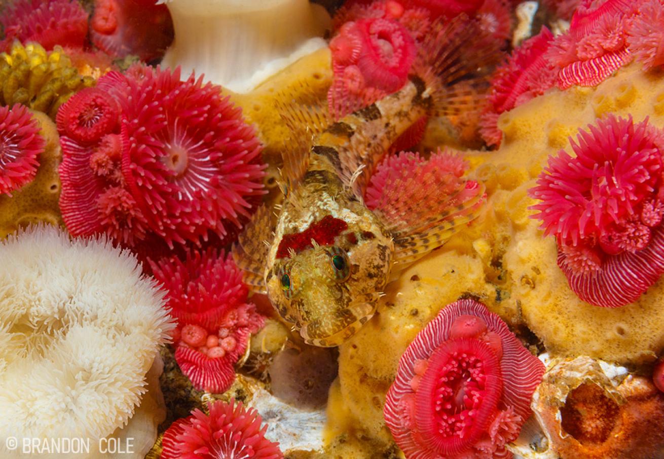 A scaleyhead sculpin sits among sponges and anemones in Deception Pass.