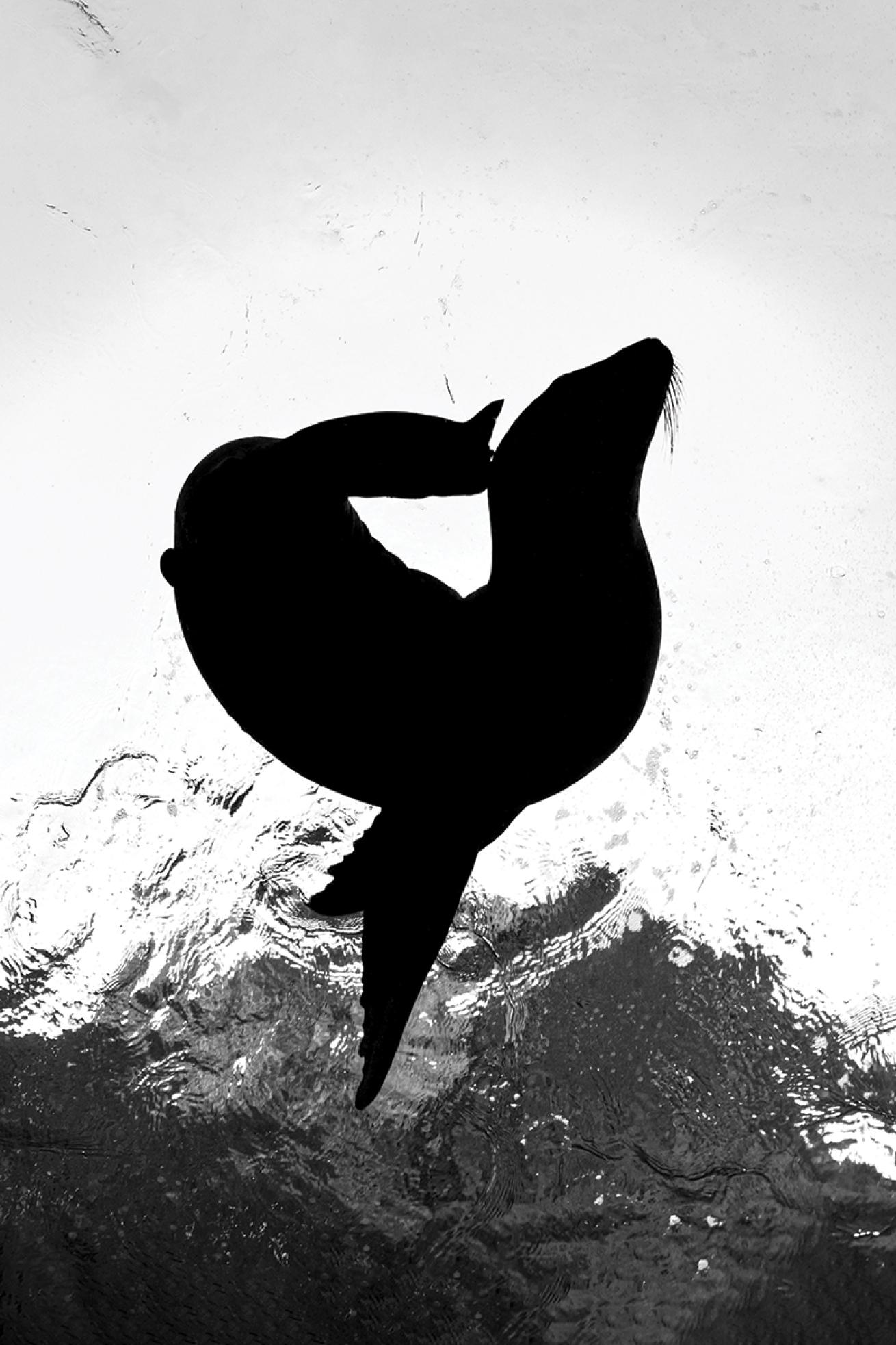 Sea lion silhouette