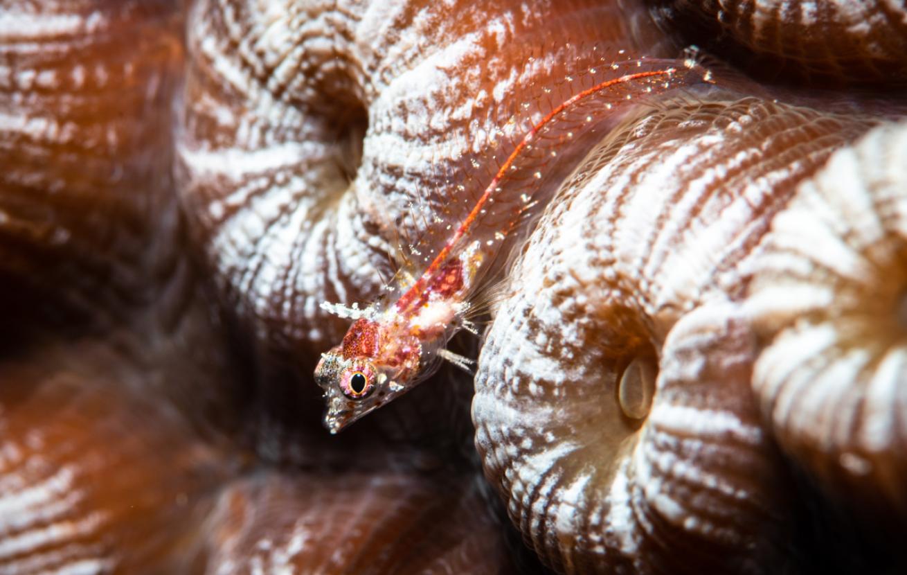 A Blenny in the Bahamas