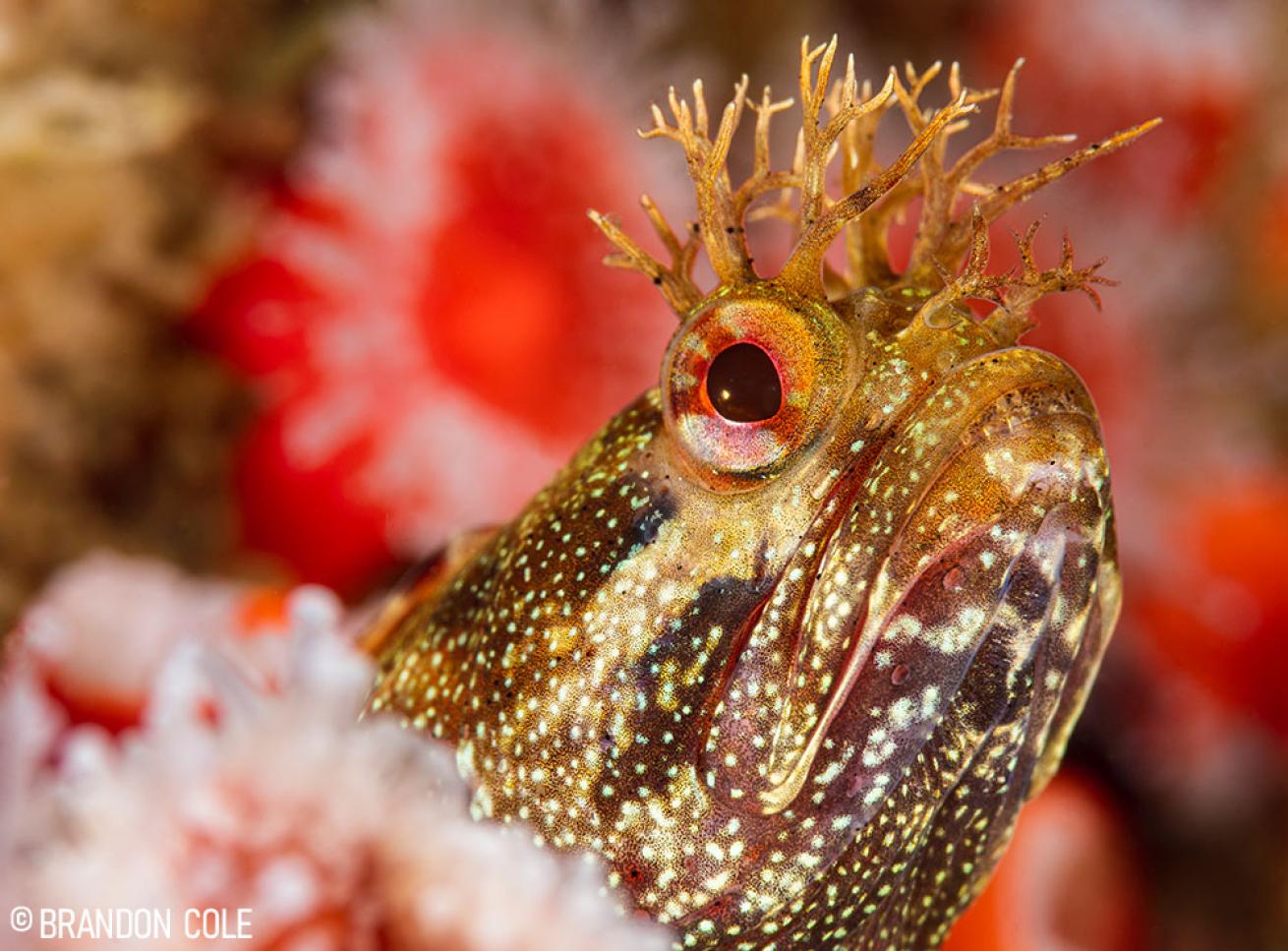 Yellowfin Fringehead Blenny in California