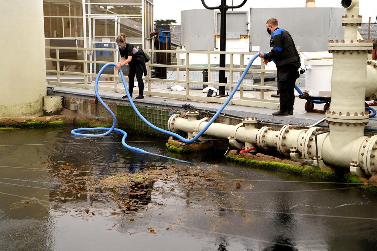 Divers attend to equipment at the top of the Monterey Bay kelp forest tank.