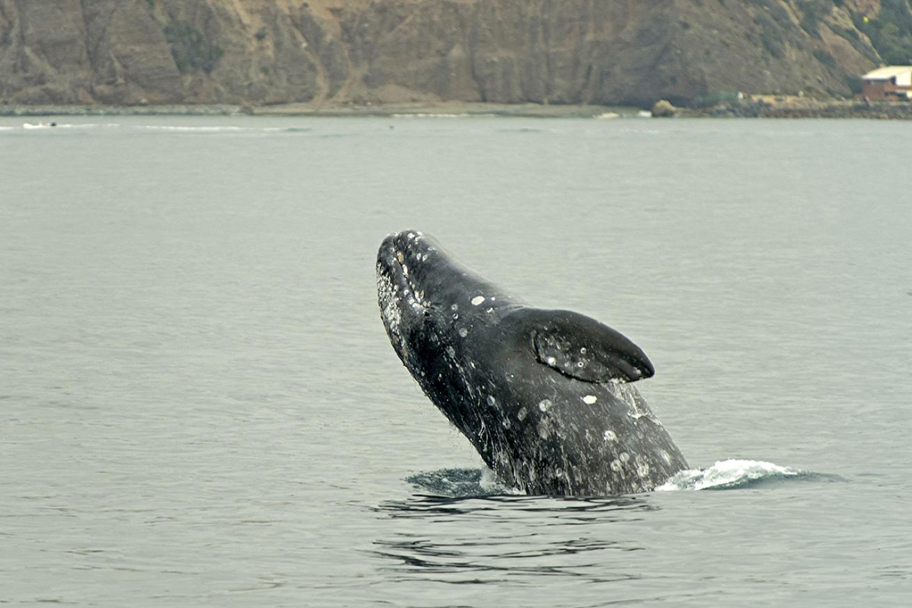 Breaching grey whale