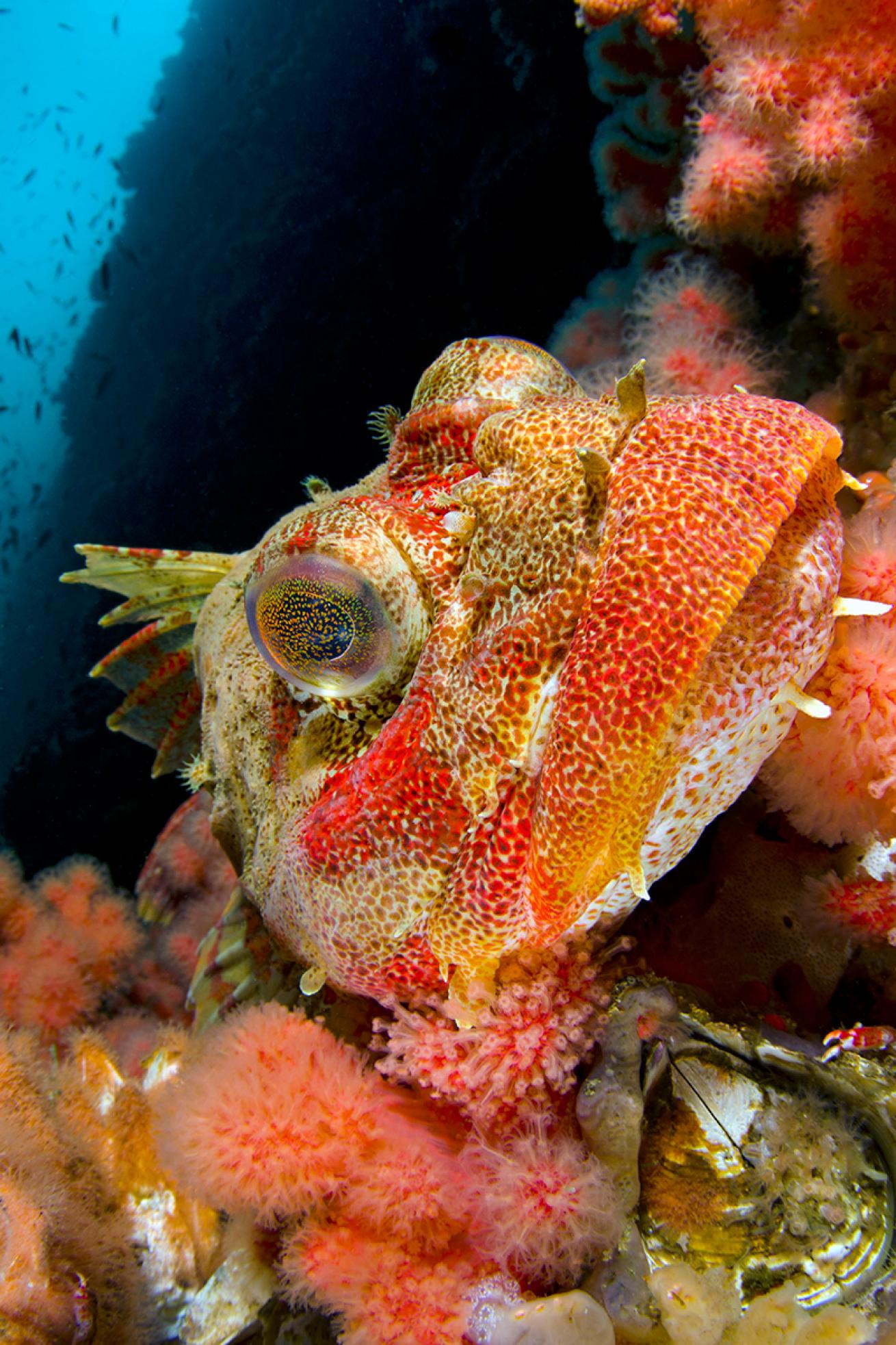 An Irish lord sits on a reef.