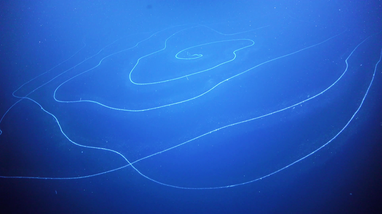 siphonophore