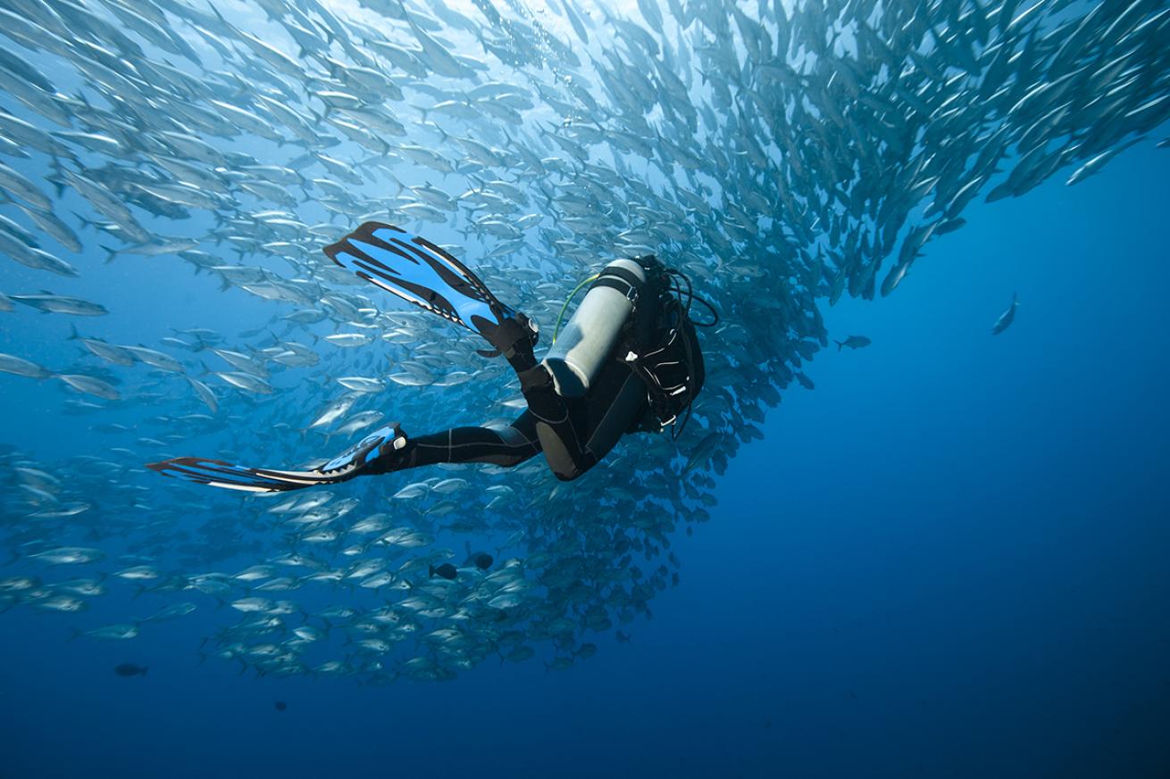 A diver swims toward a trevally school