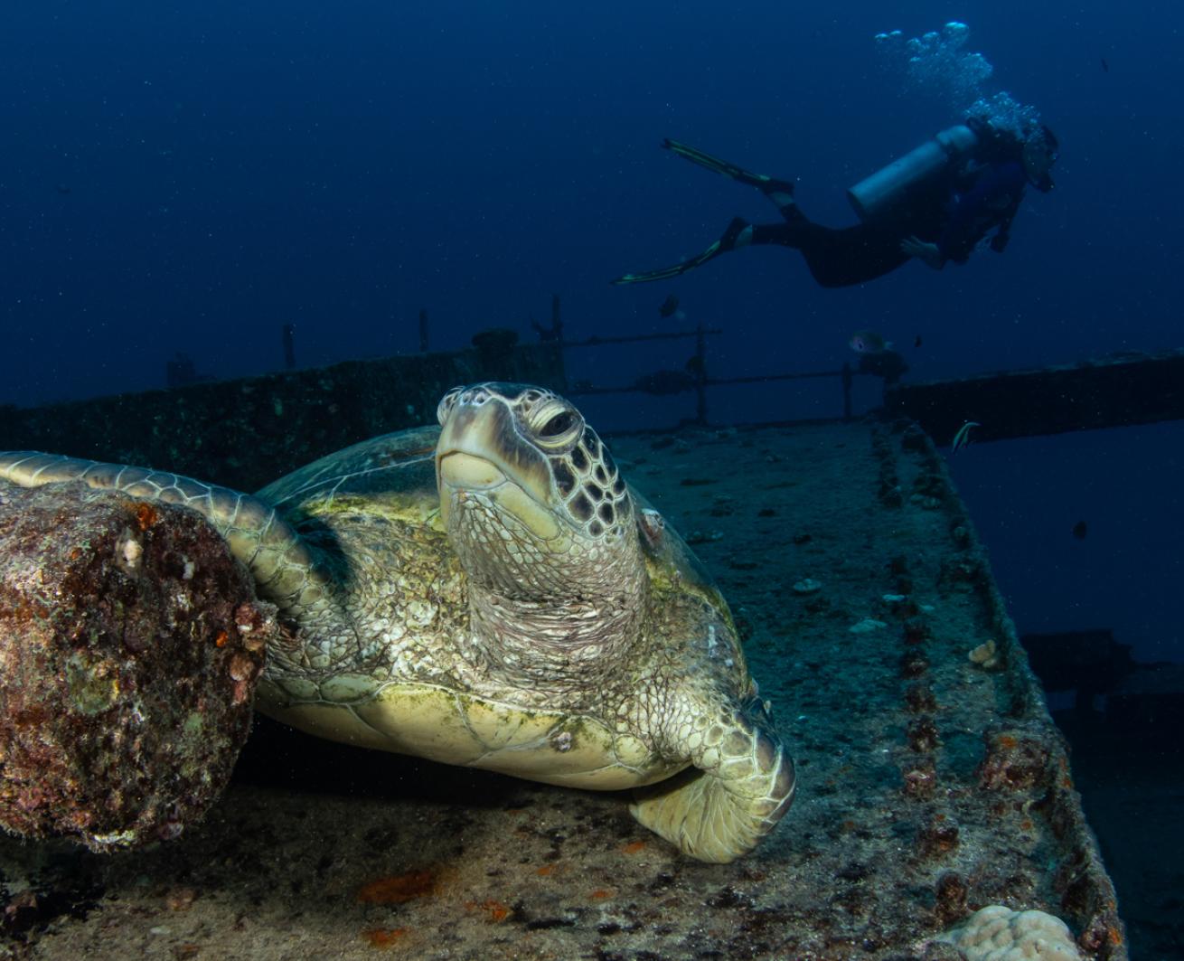 Sea Turtle on Sea Tiger Oahu